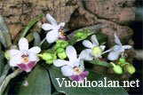 Hồ điệp Cúc Phương - Phalaenopsis lobbii