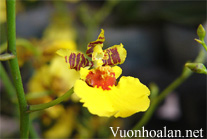 Kỹ thuật trồng lan Vũ nữ - oncidium