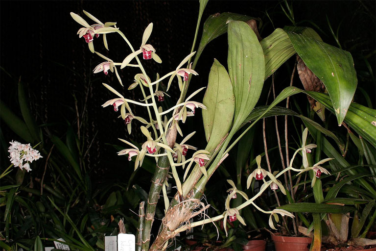 Lan kiếm lá giáo - Cymbidium lancifolium