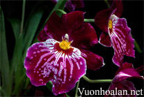 Lan Vũ nữ - Oncidium Miltoniopsis Celle Wasserfall