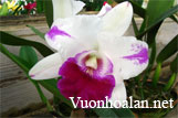 Phòng trừ sâu bệnh cho lan Cattleya