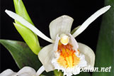 Thanh đạm cảnh - Coelogyne sanderae