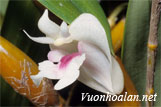 Lan thạch hộc thuốc - Flickingeria angustifolia