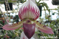 Giới thiệu về lan Hài - Paphiopedilum