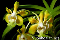 Trồng Vanda lá dẹp phẳng