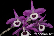 Hoàng Thảo Kèn - Dendrobium Lituiflorum