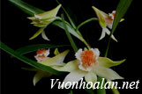 lan hoàng thảo Hắc mao - Dendrobiumn williamsonii