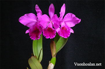 Cát lan - Cattleya Labiata