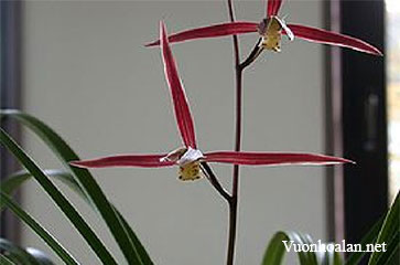 Cymbidium kanran Makino 1902