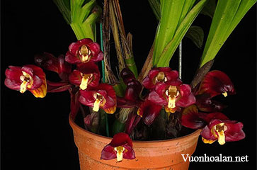 Địa lan - Cymbidium