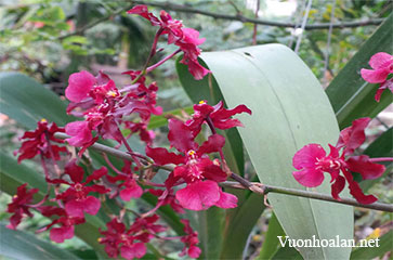 Lan Vũ nữ - Oncidium