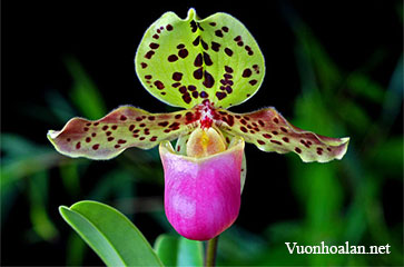 Lan Hài - Paphiopedilum