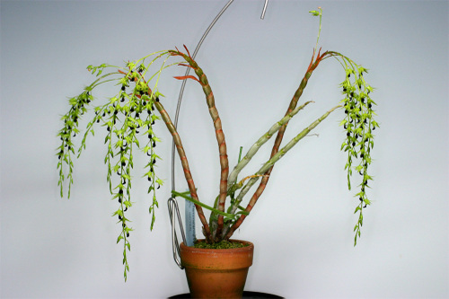 Dendrobium hemimelanoglossum, phi nữ, hoàng thảo thõng