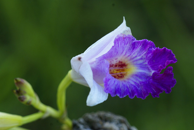 Lan Trúc – Lan Tre – Lan Sậy Arundina graminifolia - Bamboo Orchid