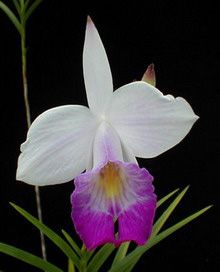 Lan Arundina graminifolia Bamboo Orchid Lan Trúc – Lan Tre – Lan Sậy