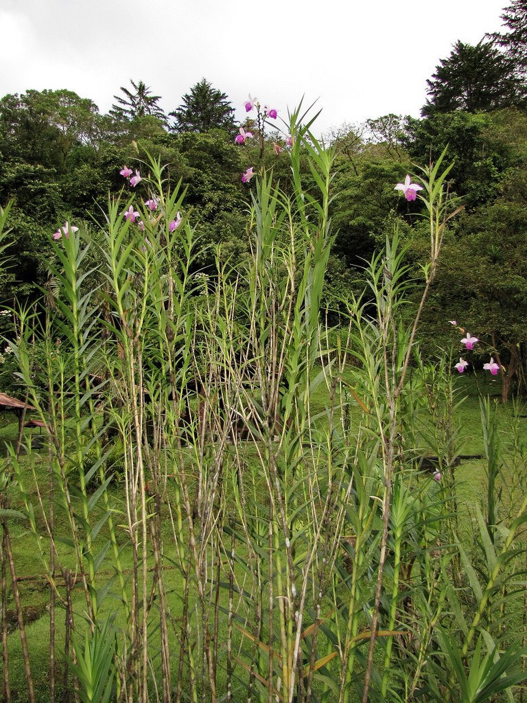 Lan Trúc – Lan Tre – Lan Sậy Arundina graminifolia - Bamboo Orchid