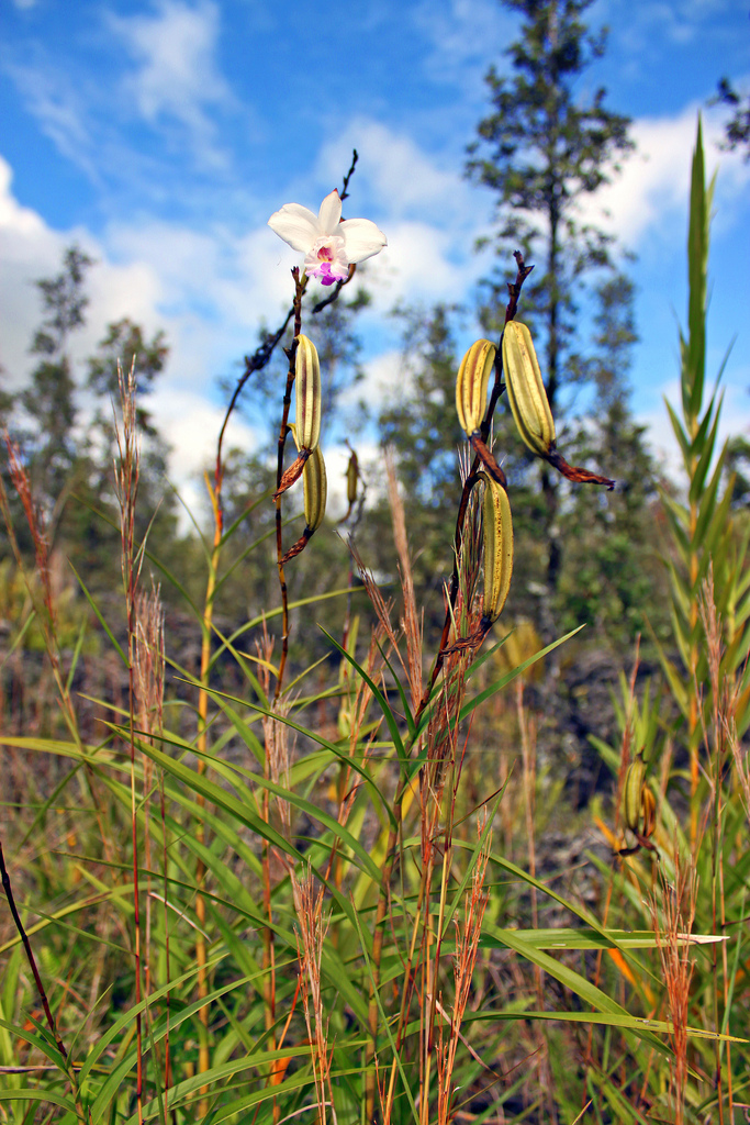 Lan Trúc – Lan Tre – Lan Sậy Arundina graminifolia - Bamboo Orchid