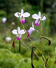 Lan Arundina graminifolia Bamboo Orchid Lan Trúc – Lan Tre – Lan Sậy