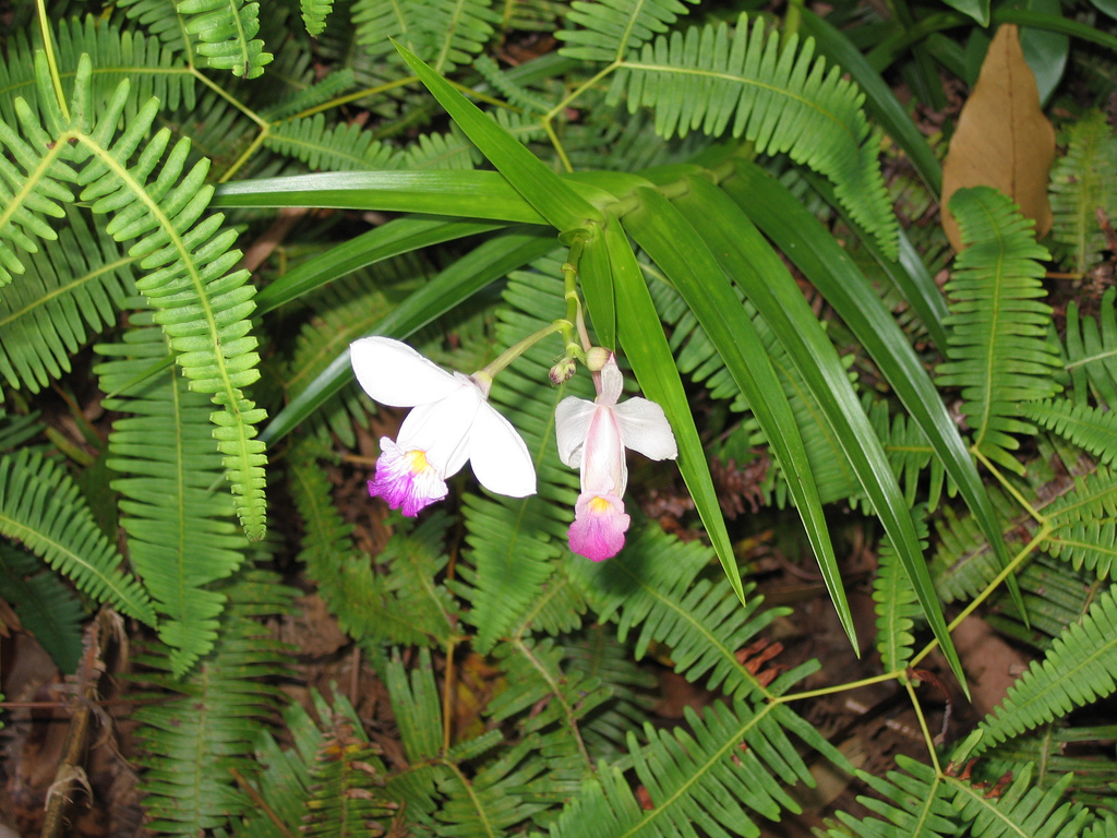 Lan Trúc – Lan Tre – Lan Sậy Arundina graminifolia - Bamboo Orchid