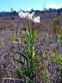 Lan Arundina graminifolia Bamboo Orchid Lan Trúc – Lan Tre – Lan Sậy