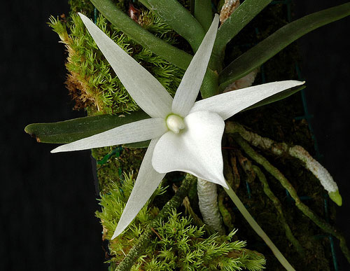 Angraecum didieri - Lan sao biển