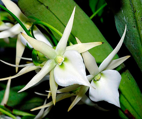 Angraecum veitchii - Lan sao biển