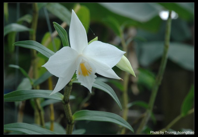 Bạch hạc Langbiang - Dendrobium wattii