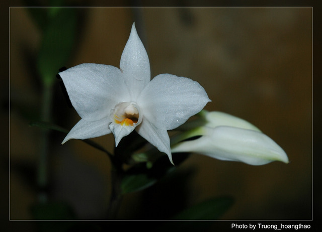 Bạch hạc Langbiang - Dendrobium wattii