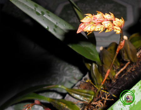 Lan lọng Bà Rịa - Bulbophyllum bariaense