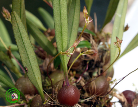 Lan lọng nhí - Bulbophyllum boulbetii