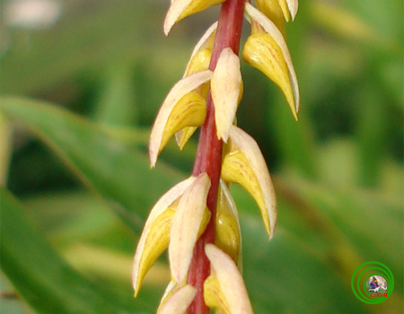 Lan lọng kim - Bulbophyllum macoroleum