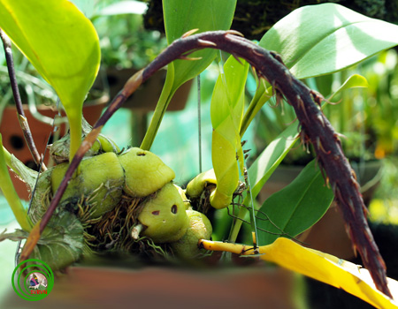 Lan lọng hoa mo - Bulbophyllum spadiciflorum