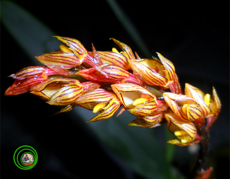 Lan lọng Bà Rịa - Bulbophyllum bariaense