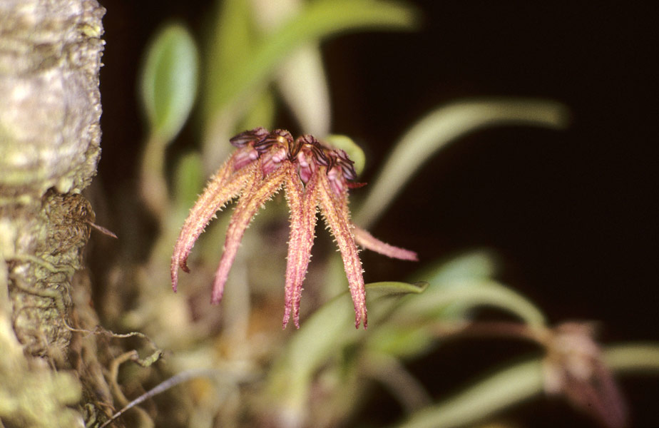 Bulbophyllum farreri (W.W. Sm.) Seidenf. 1973