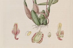 Bulbophyllum furcatum Aver