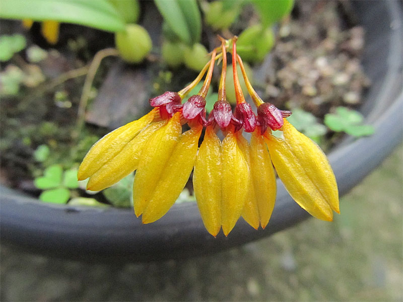 Bulbophyllum retusiusculum Rchb. f. 1869