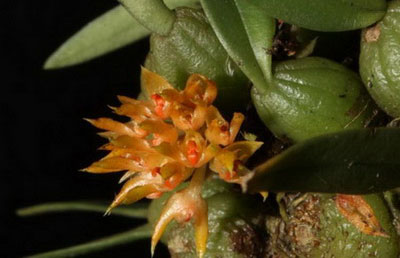 Bulbophyllum echinulus Seidenf. 1982