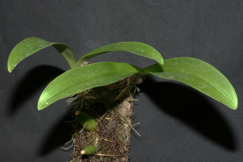 Bulbophyllum hirtum [Sm.] Lindl. 1828