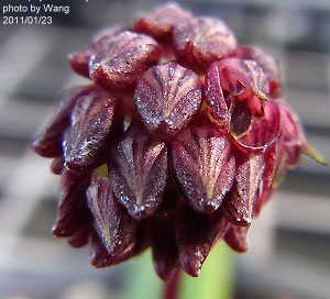 Bulbophyllum khasyanum Griff. 1851