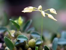 Bulbophyllum pinicolum Gagnep. 1930