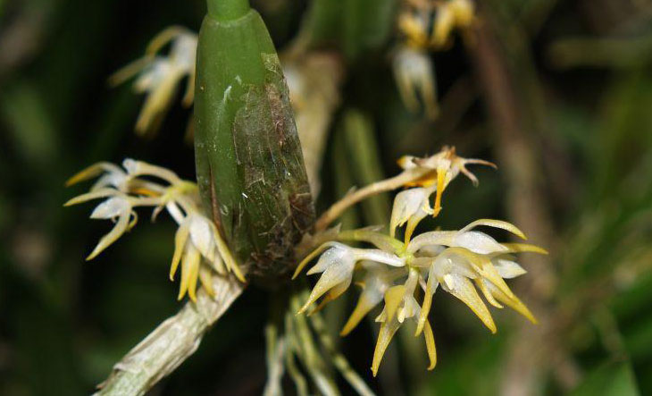 Bulbophyllum protractum Hook. f. 1890