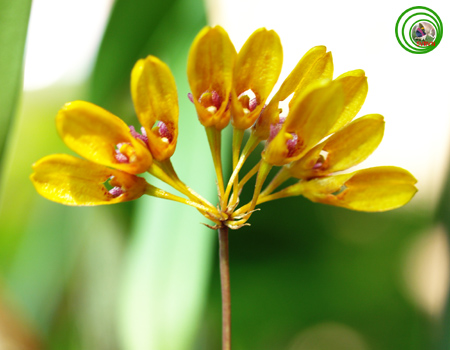 Lan lọng tà - Bulbophyllum retusiusculum