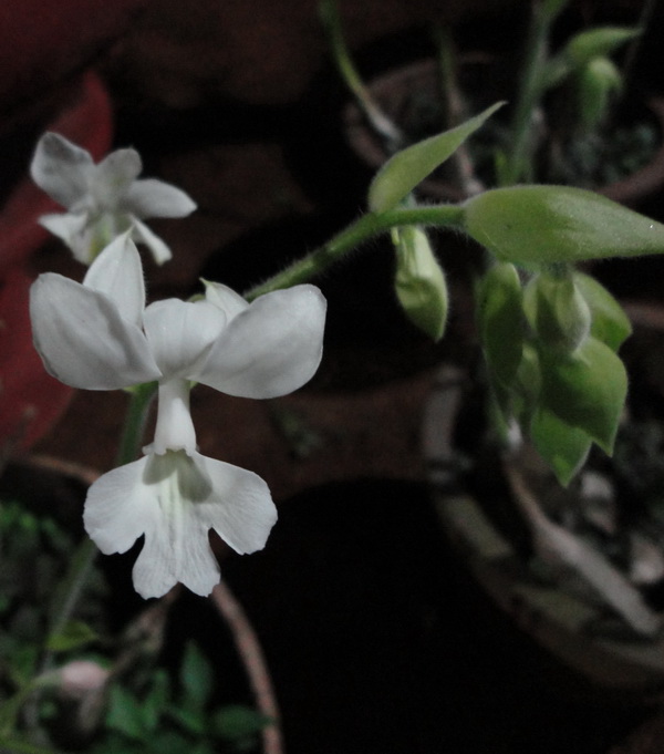 Lan bầu rượu - Calanthe rubens