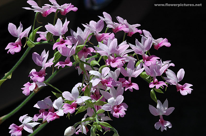 Lan bầu rượu - Calanthe rubens