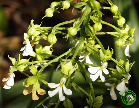 Lan bầu rượu hoa vàng - Calanthe pachystalix