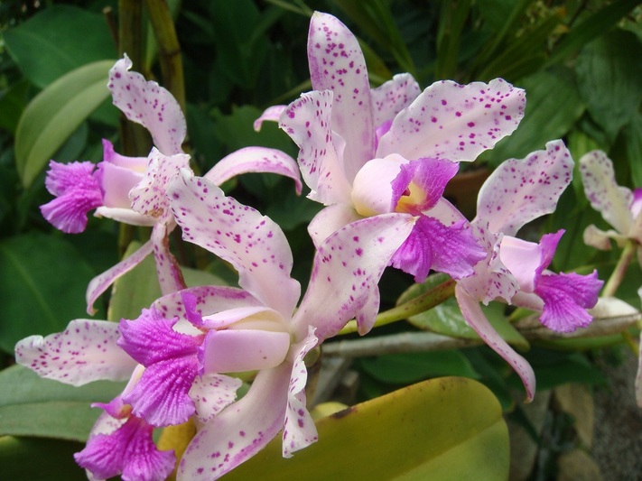 Cát lan - lan hoàng hậu - Cattleya amethystoglossa