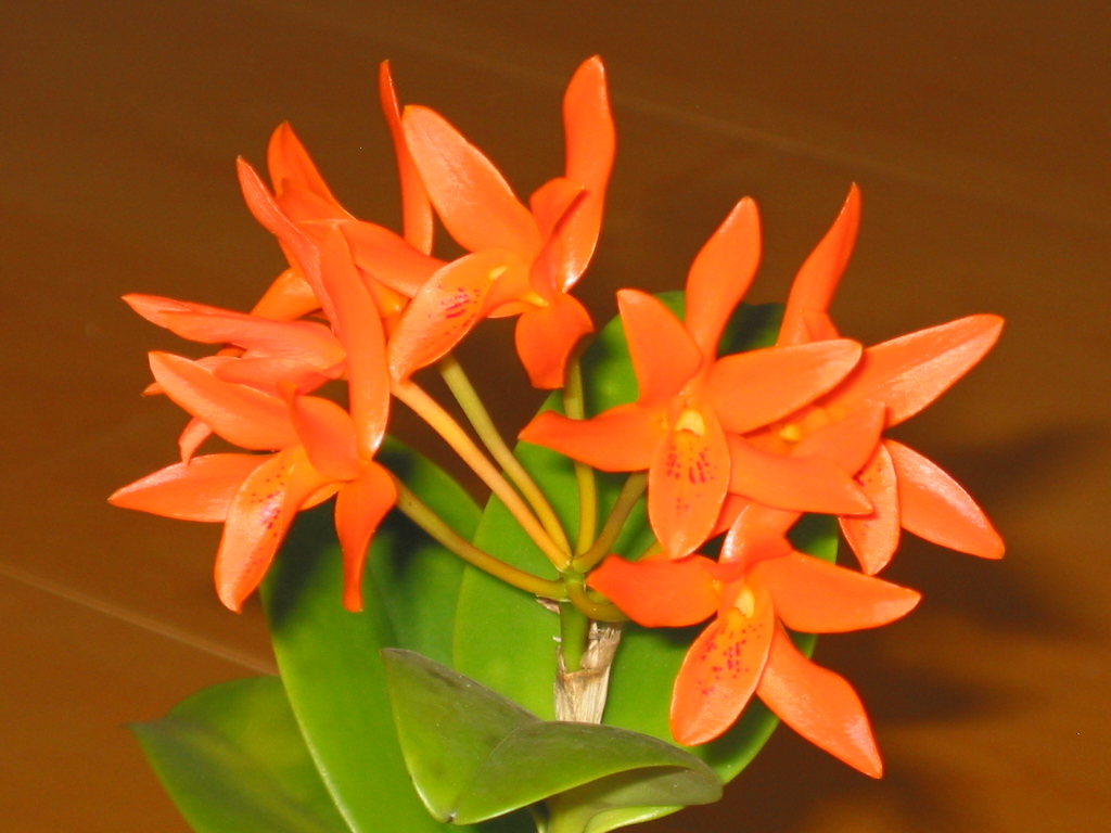 Cát lan - Lan hoàng hậu - Cattleya aurantiaca