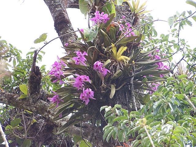 Lan hoàng hậu - Cattleya maxima