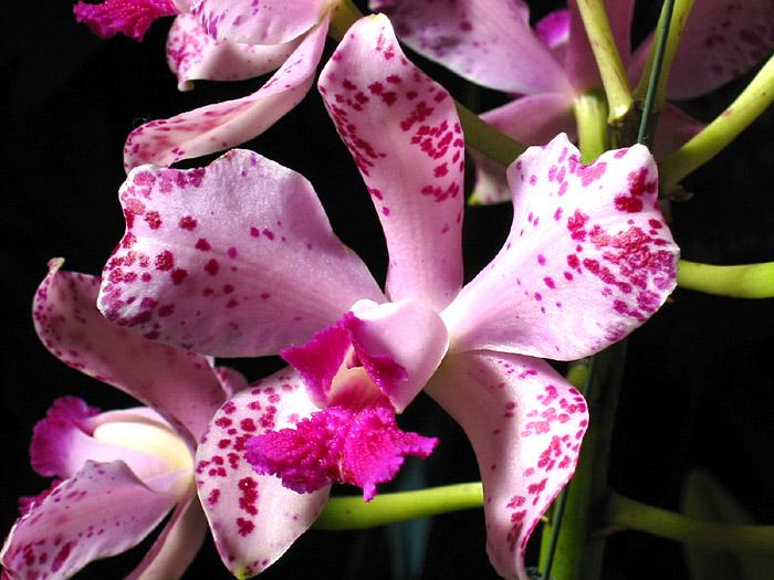 Cát lan - lan hoàng hậu - Cattleya amethystoglossa