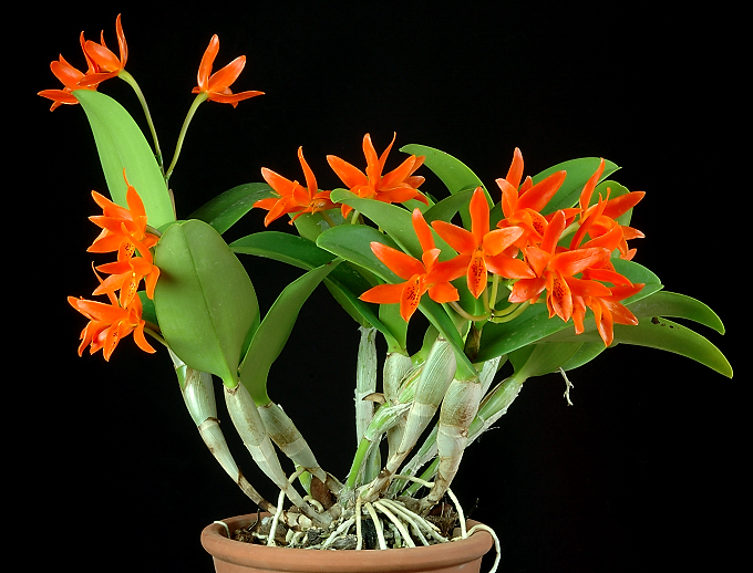 Cát lan - Lan hoàng hậu - Cattleya aurantiaca